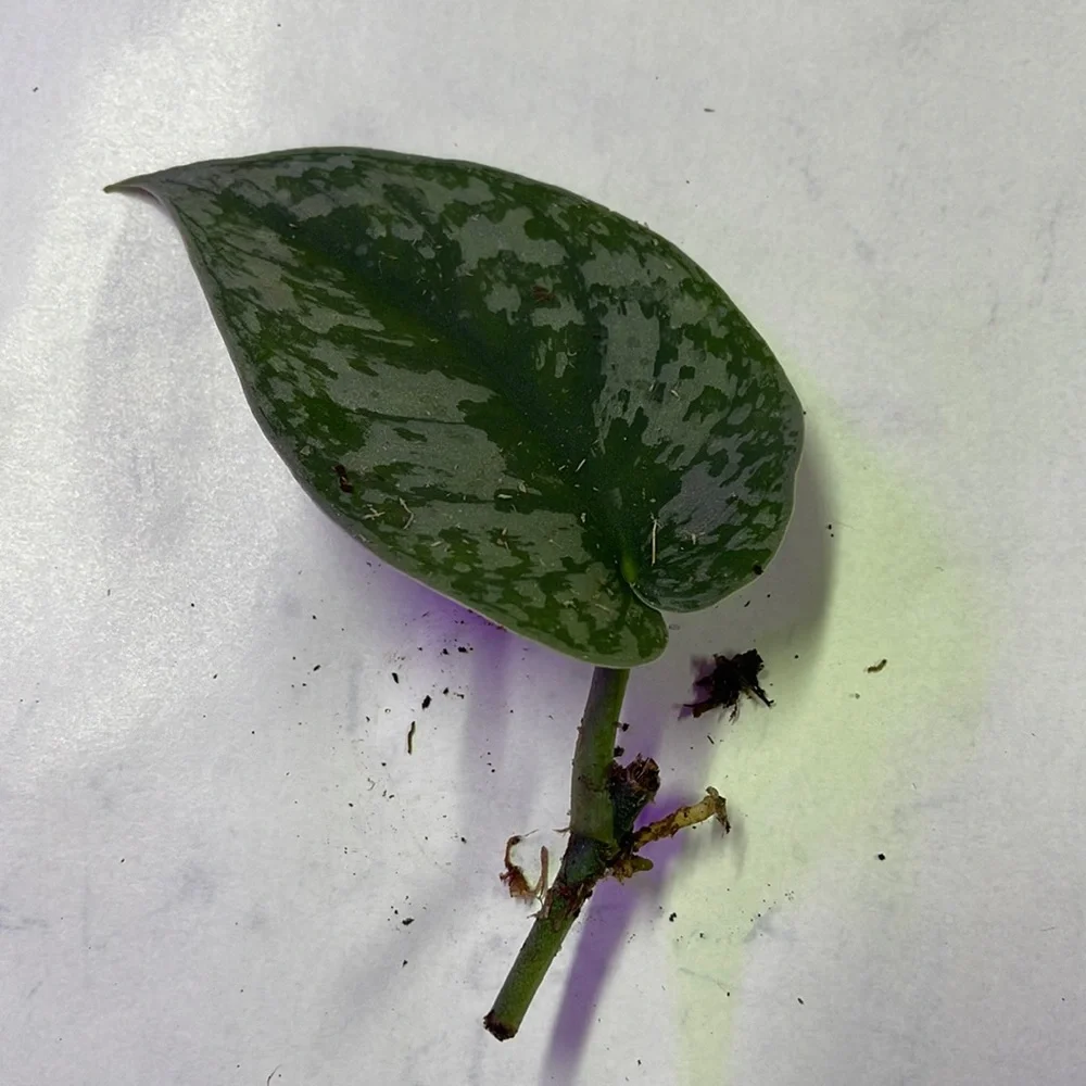 Rooted Scindapsus - Picture 1 of 3